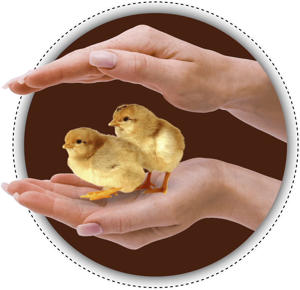 poultryfarming11