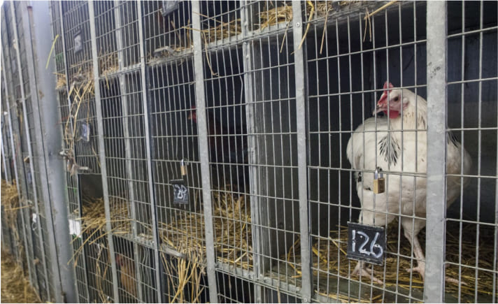 poultryfarmings15