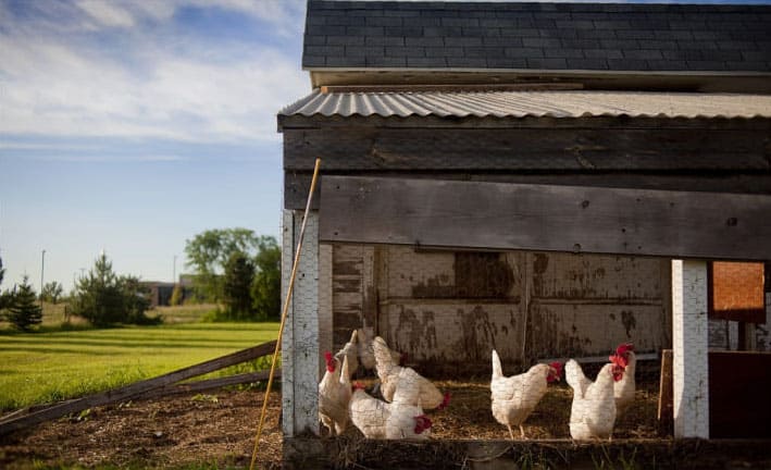 poultryfarmings21
