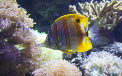 A fishing reel is a cylindrical device attached to a fishing