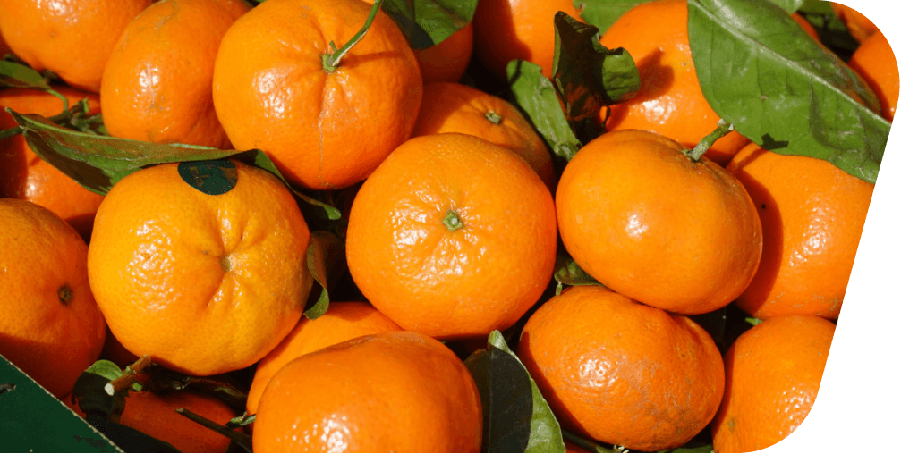 Excepteur Sint Occaecat Cupidatat